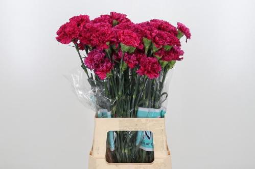 Dianthus standaard Cherry Jubilee