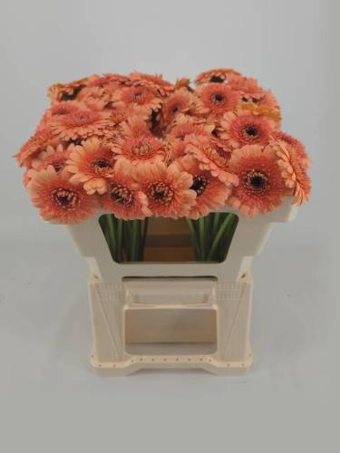 Gerbera mini Oreo