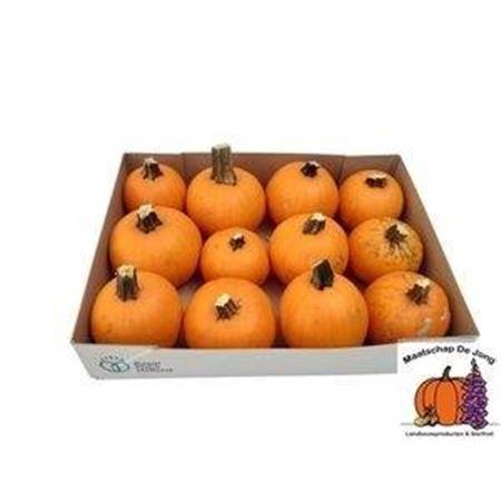 Siervruchten per stuk Cucurbita pepo 'Wee-Bee-Little'