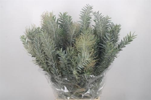 Acacia baileyana bloeiend per bos 'Purpurea'