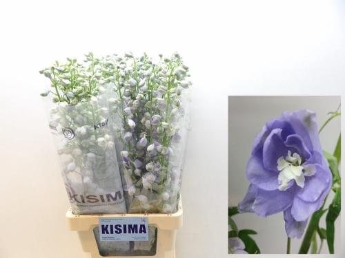 Delphinium Elatum Grp dubbelbloemig Magic Fountains Lavender