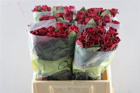 Rosa grootbloemig Red Tacazzi+