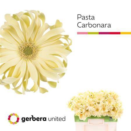 Gerbera grootbloemig 'Pasta Carbonara'