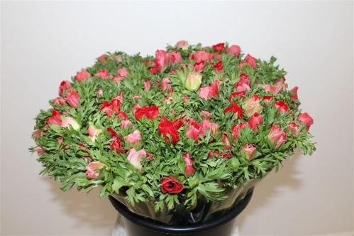 Anemone coronaria 'Marianne Red'