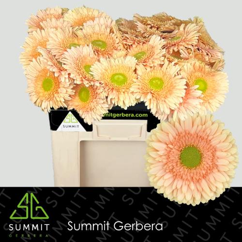 Gerbera grootbloemig Carlita