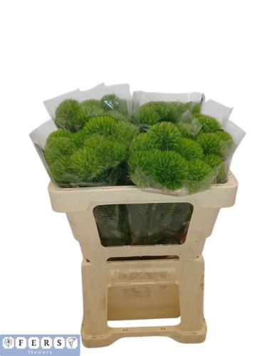 Dianthus barbatus Green Wicky