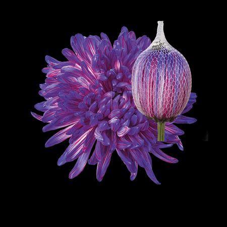 Chrysanthemum (Indicum Grp) geplozen Antonov kleurbehandeld H%