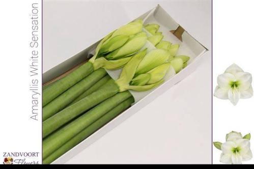 Hippeastrum Galaxy Grp 'White Sensation'