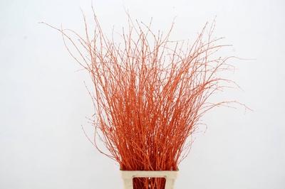 Betula per bos kleurbehandeld