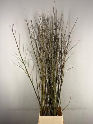 Salix Wilgenkatjes