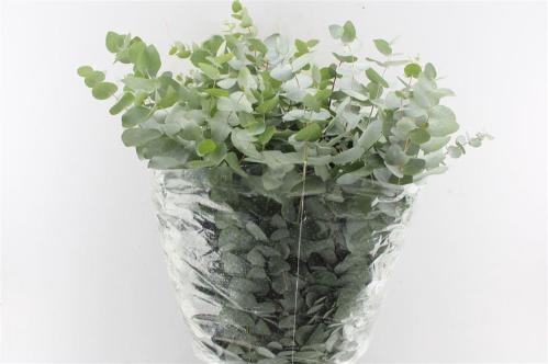 Eucalyptus per bos cinerea