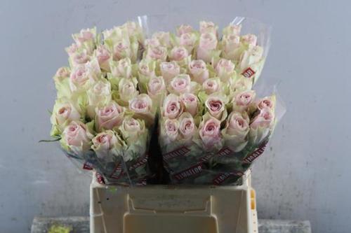 Rosa grootbloemig Pink Athena