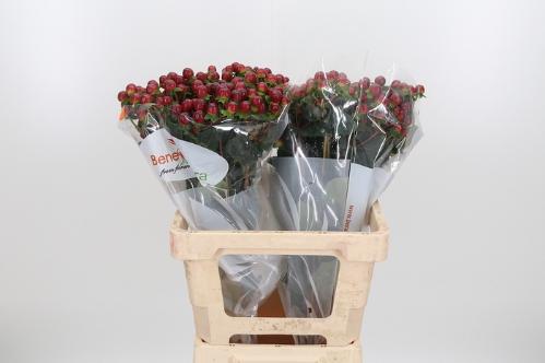 Hypericum x inodorum Magical Seasons