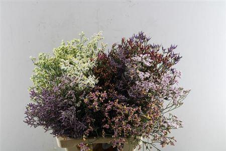 Limonium sinensis Diamond gemengd