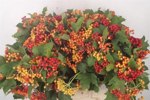 Viburnum per tak opulus 'Compactum'