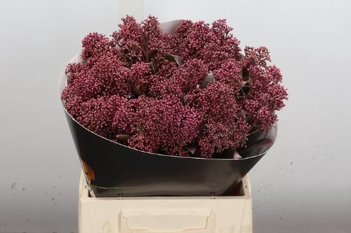 Skimmia per bos overig kleurbehandeld H%