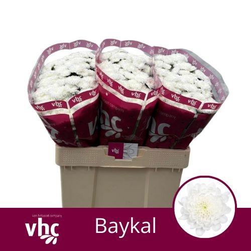 Chrysanthemum (Indicum Grp) tros santini Baikal