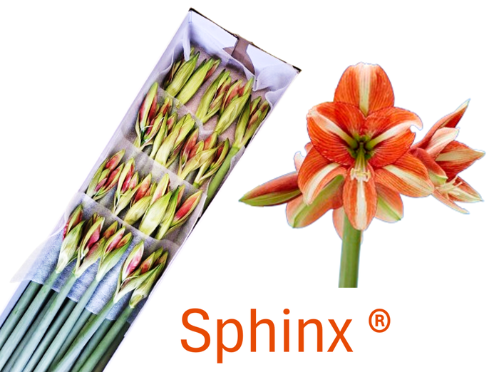 Hippeastrum (Diamond Grp) 'Sphinx'