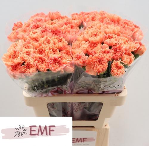 Dianthus standaard Tamarind