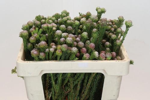 Leucadendron linifolium