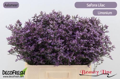 Limonium Safora Lilac