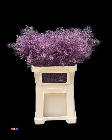 Limonium overig kleurbehandeld H%