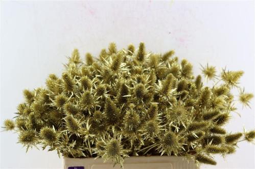Eryngium alpinum kleurbehandeld H%