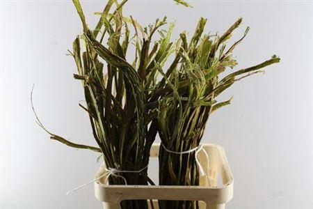 Salix udensis 'Sekka'