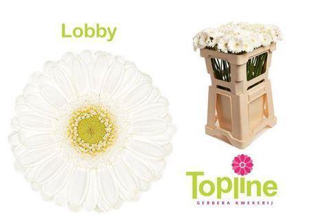 Gerbera mini 'Lobby'