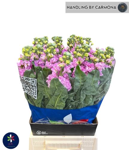 Matthiola incana 'Iron Pink'