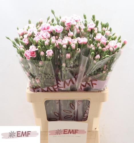 Dianthus tros 'Fancy Frill'