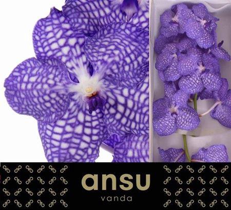 Vanda Kanchana China Blue