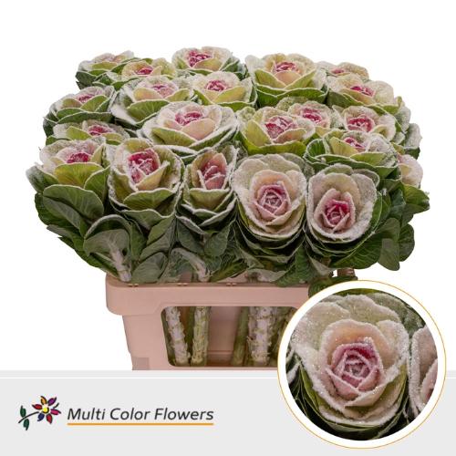 Brassica oleracea kleurbehandeld H%