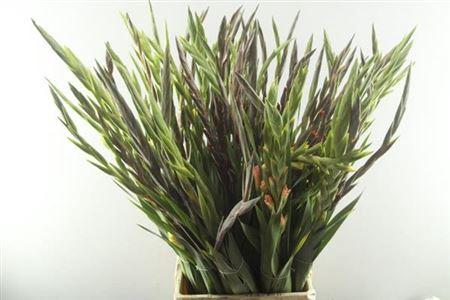 Gladiolus grootbloemig gemengd in bos