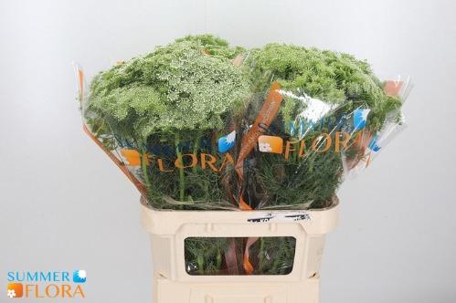 Ammi visnaga