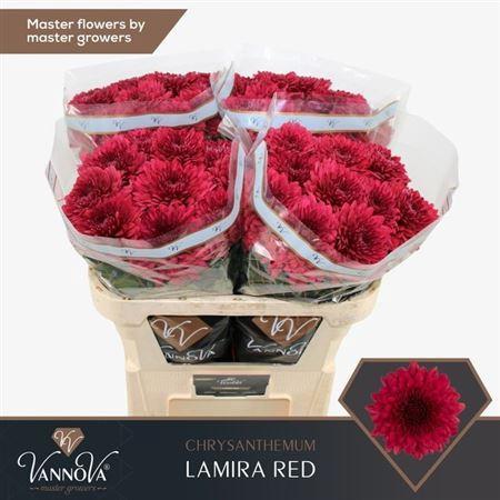 Chrysanthemum (Indicum Grp) geplozen Lamira Red