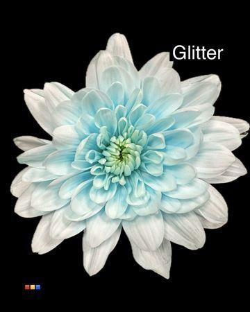 Chrysanthemum Indicum Grp tros kas kleurbehandeld H%