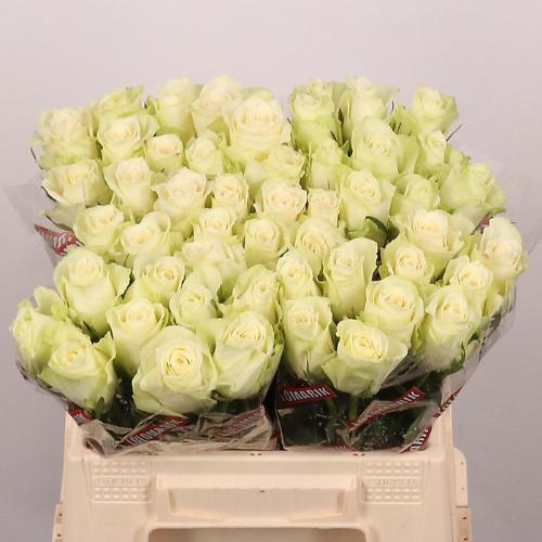 Rosa grootbloemig Athena