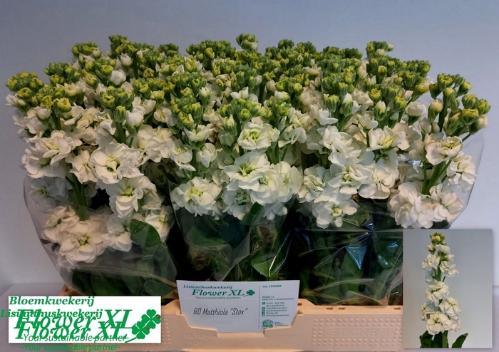 Matthiola incana StoX White