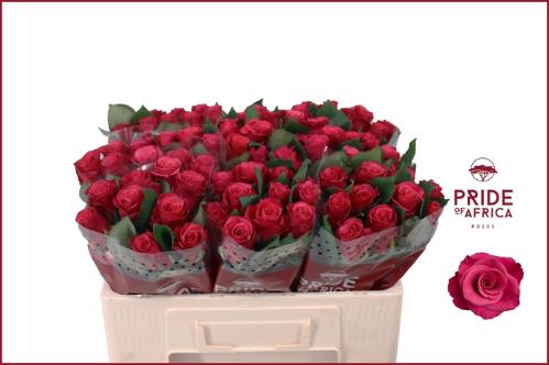 Rosa grootbloemig Tacazzi+