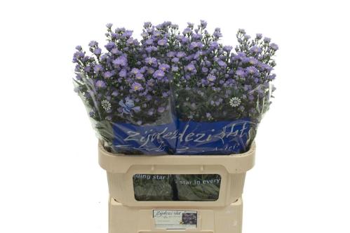 Aster Universum Grp 'Cassandra'