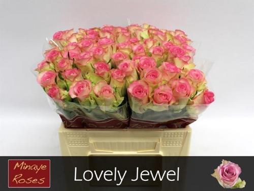 Rosa grootbloemig De Ruiter's Lovely Jewel