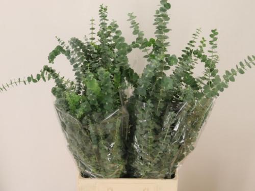 Eucalyptus per bos 'Baby Blue'