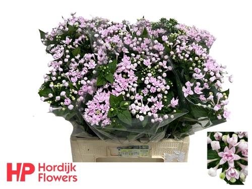 Bouvardia dubbelbloemig Princie Improved