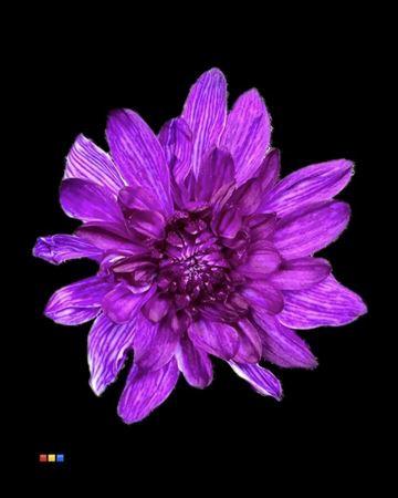 Chrysanthemum Indicum Grp tros kas kleurbehandeld H%