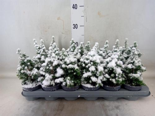 Chamaecyparis thyoides 'Top Point'