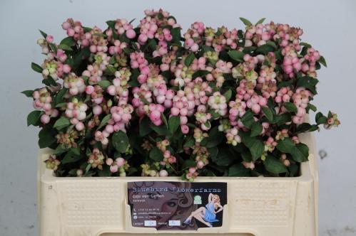 Symphoricarpos Magical Charming Fantasy