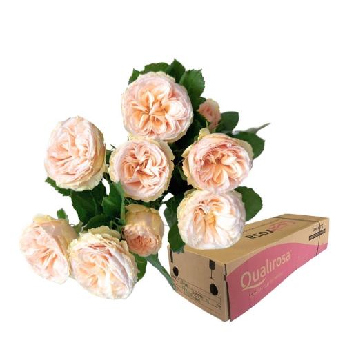 Rosa tros Gentle Trendsetter