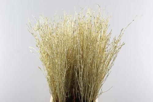 Betula kleurbehandeld H%