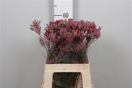 Anigozanthos flavidus 'Mini Pearl'